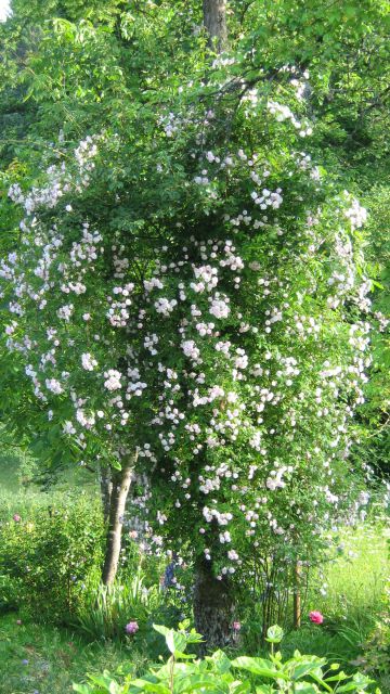 Paul's Himalayan Musk