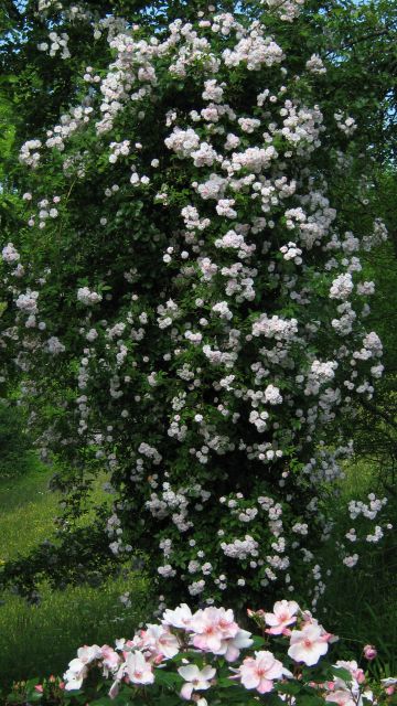 Paul's Himalayan Musk