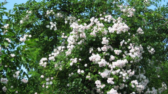 Paul's Himalayan Musk