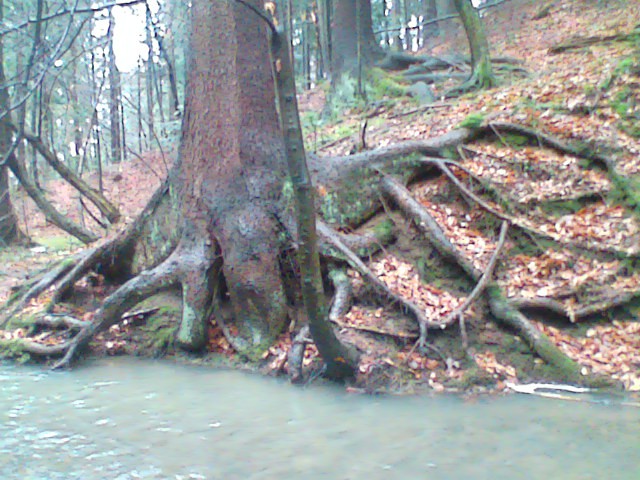 Nature - foto povečava