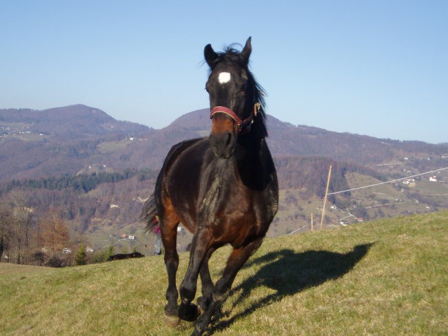 Uživanje na jesenskem pašniku