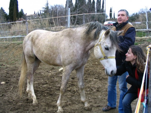 Arabski žrebec - Izola