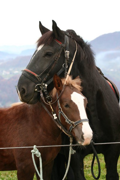 NEGRA in ULA - žegnanje konj Vrh nad Laškim, november 2007