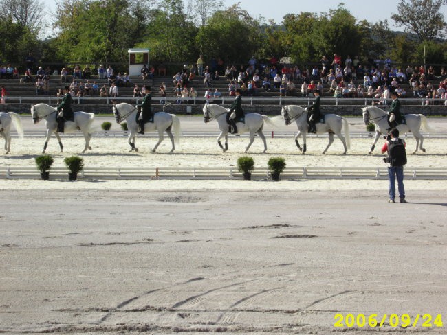 Lipica 2006 - foto povečava