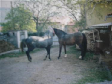 Naši konji - foto