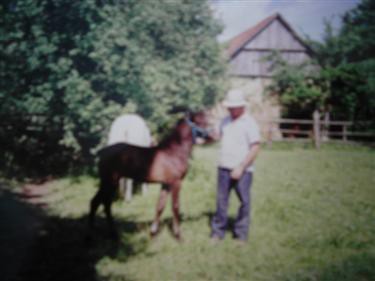 Naši konji - foto
