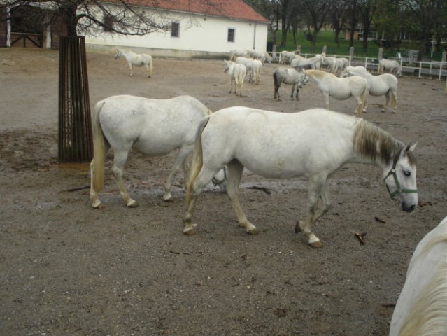 Lipica in Strana - foto