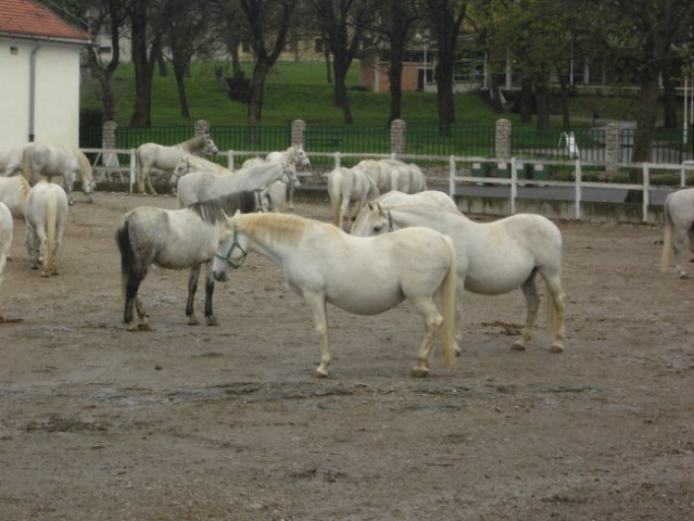 Lipica in Strana - foto