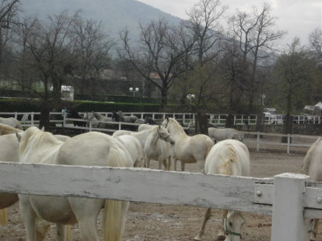 Lipica in Strana - foto