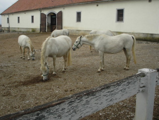 Lipica in Strana - foto