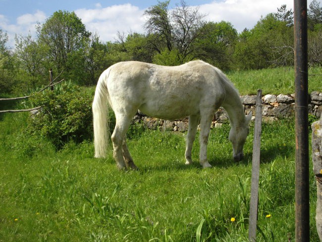 Lipica in Strana - foto povečava