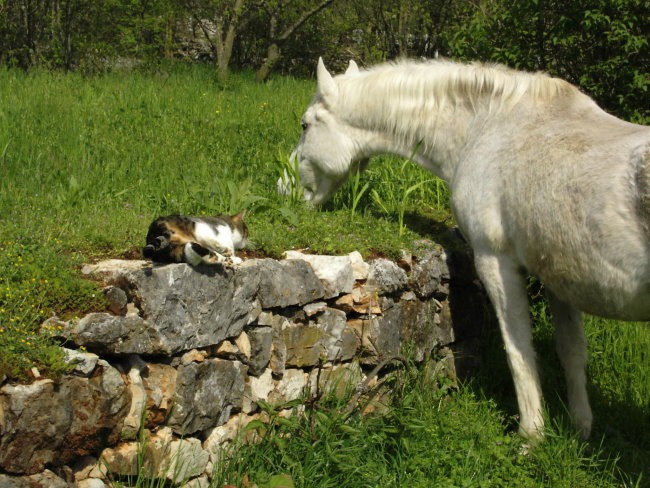 Lipica in Strana - foto povečava