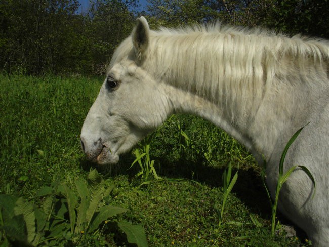 Lipica in Strana - foto povečava