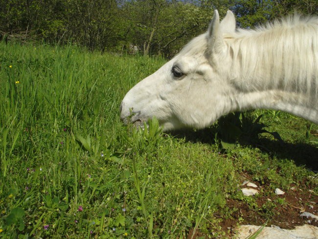 Lipica in Strana - foto povečava