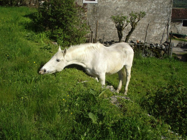 Lipica in Strana - foto povečava