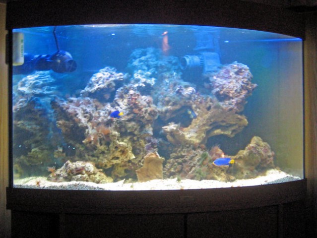 Morski akvarij - foto