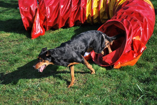 AGILITY- Klaj 2009 - foto