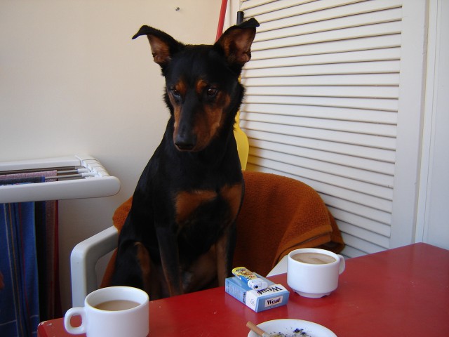 Kot vsak normalen pes na dopustu, si po obilnem zajterku privoščim čik pa kafe. :-)
