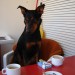 Kot vsak normalen pes na dopustu, si po obilnem zajterku privoščim čik pa kafe. :-)
