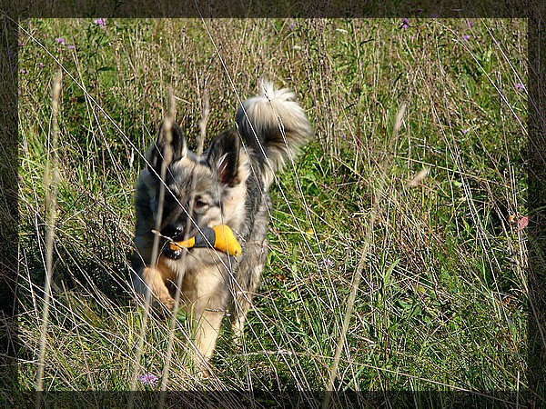 Oktober 2008- Kana in Grom - foto povečava