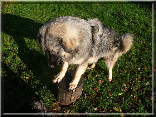 November 2008 (Grom-7mesecev,Kana-7let) - foto povečava