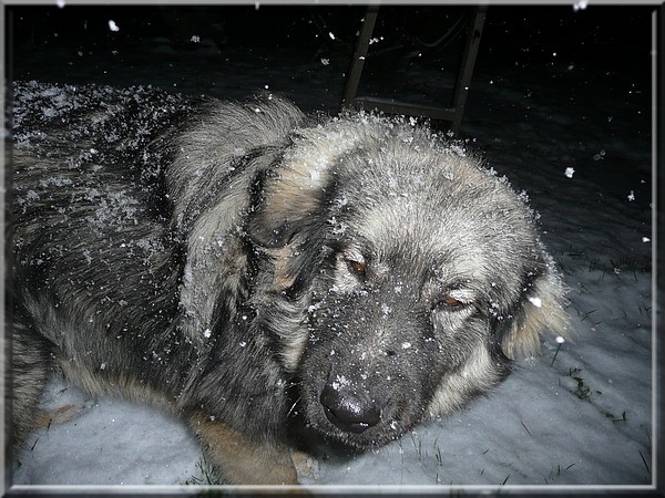 Gromov prvi sneg- 28.11.2008 - foto povečava