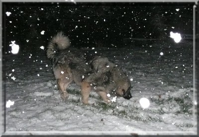 Gromov prvi sneg- 28.11.2008 - foto povečava