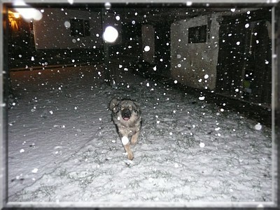 Gromov prvi sneg- 28.11.2008 - foto povečava