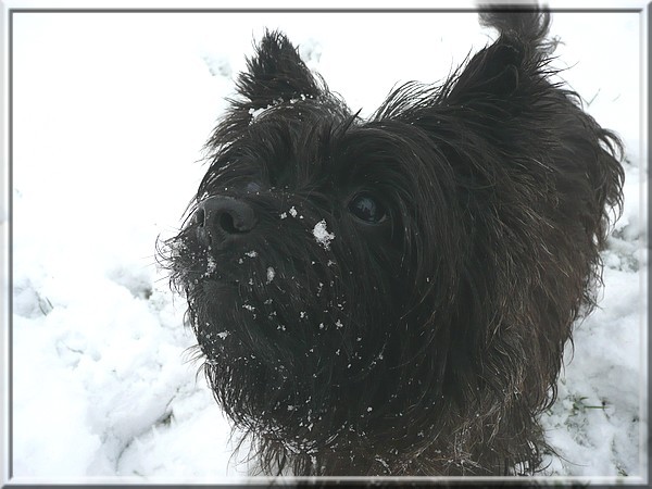 Gromov prvi sneg- 28.11.2008 - foto