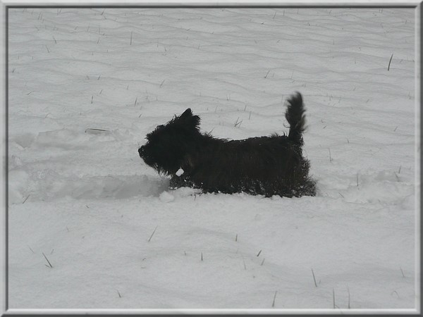 Gromov prvi sneg- 28.11.2008 - foto povečava