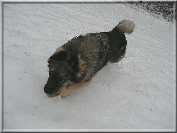 Gromov prvi sneg- 28.11.2008 - foto povečava