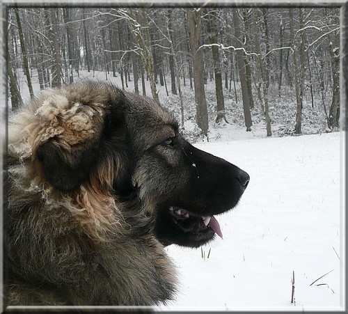 Gromov prvi sneg- 28.11.2008 - foto povečava