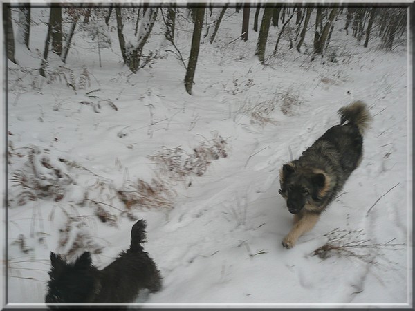 Gromov prvi sneg- 28.11.2008 - foto povečava