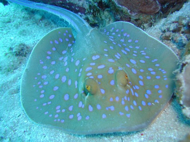 Blue spotted ray/skat