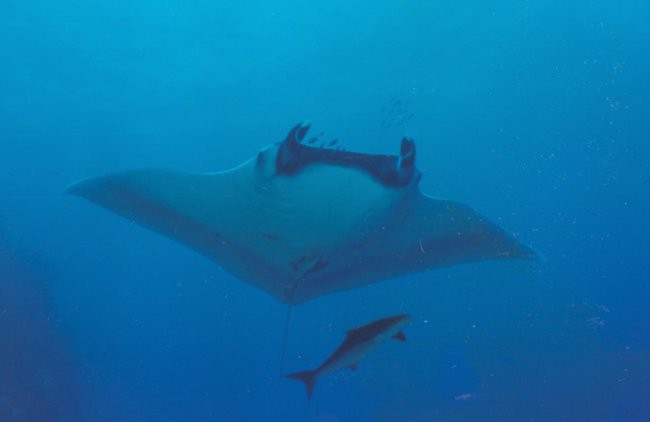 Manta Rays