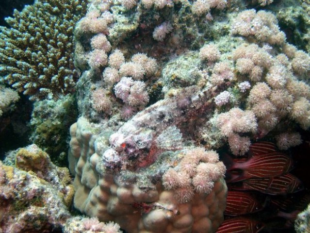 Scorpion Fish