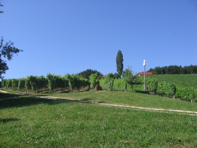 Vinograd - foto