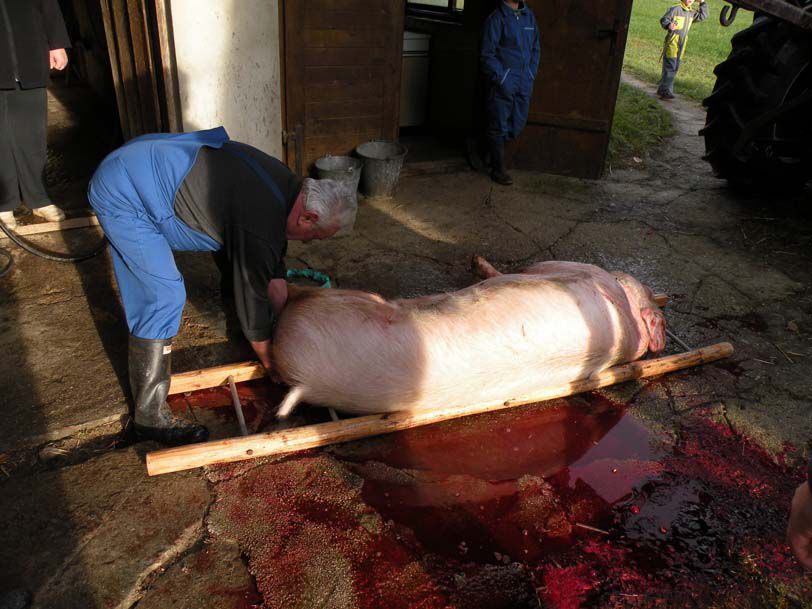 Gasilski furež 2013 - foto povečava