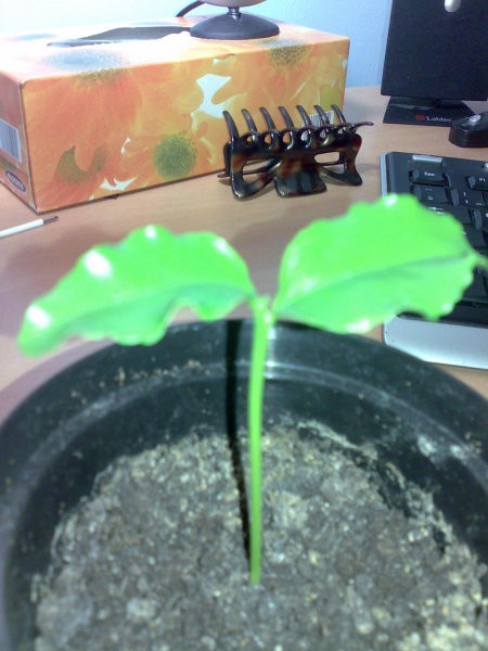 Slike - foto povečava