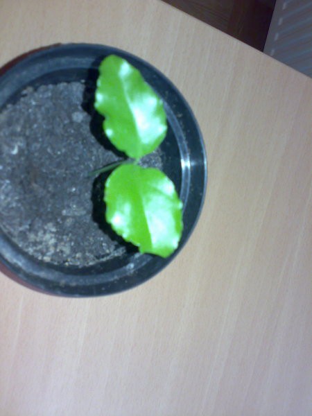 Slike - foto povečava