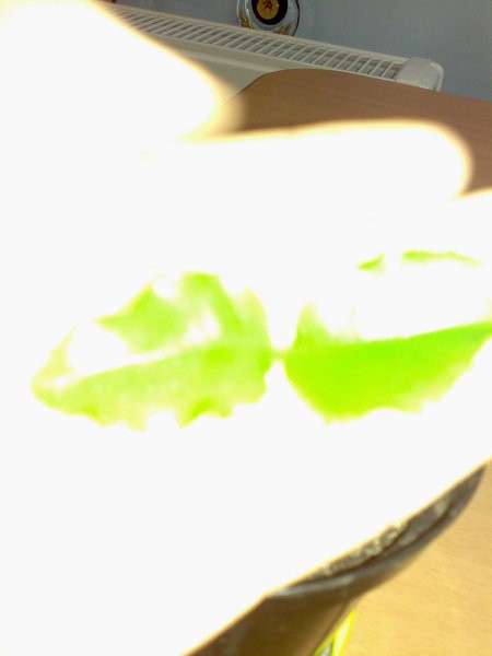 Slike - foto povečava