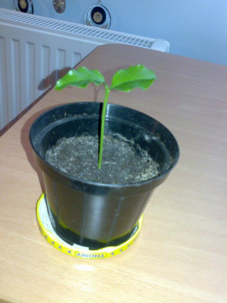 Slike - foto povečava