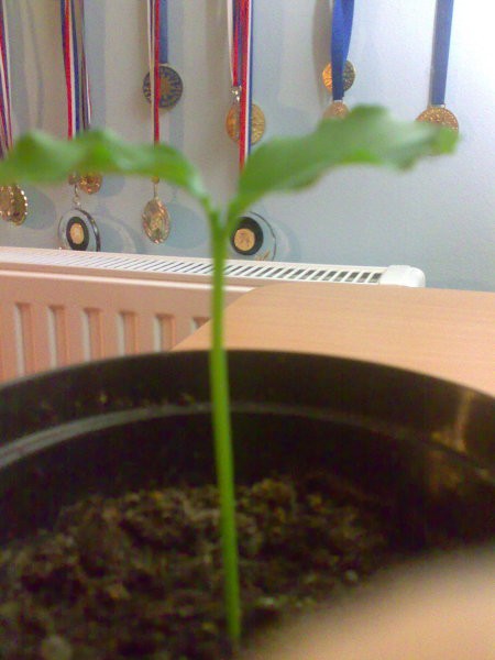 Slike - foto povečava