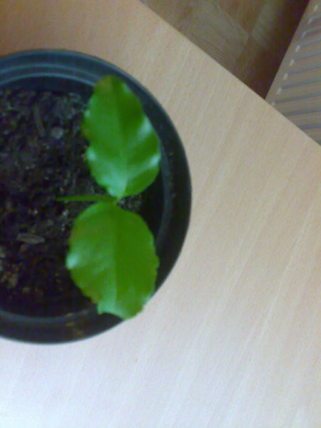 Slike - foto povečava