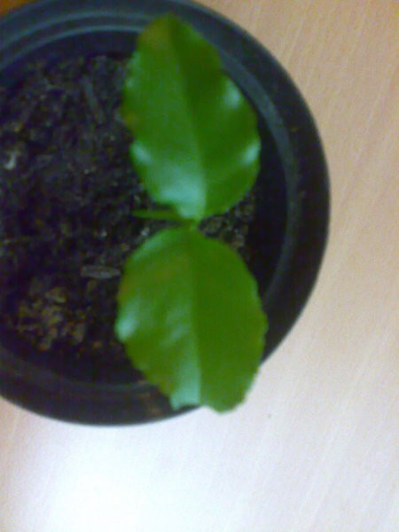 Slike - foto povečava