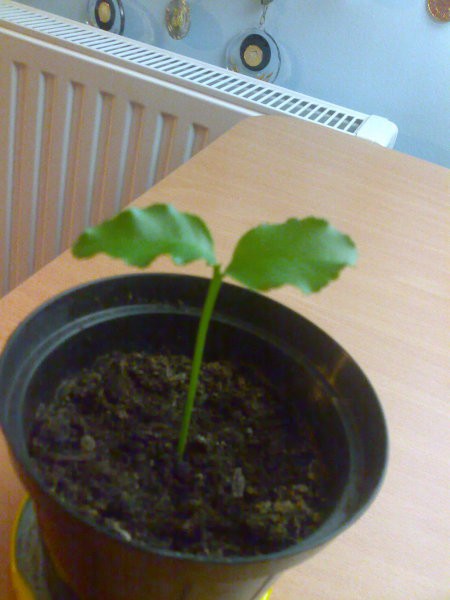 Slike - foto povečava