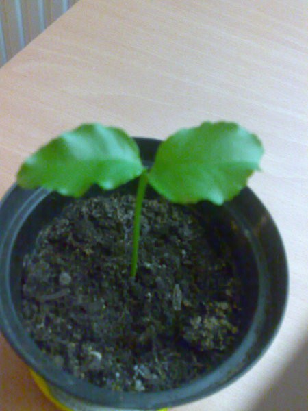 Slike - foto povečava