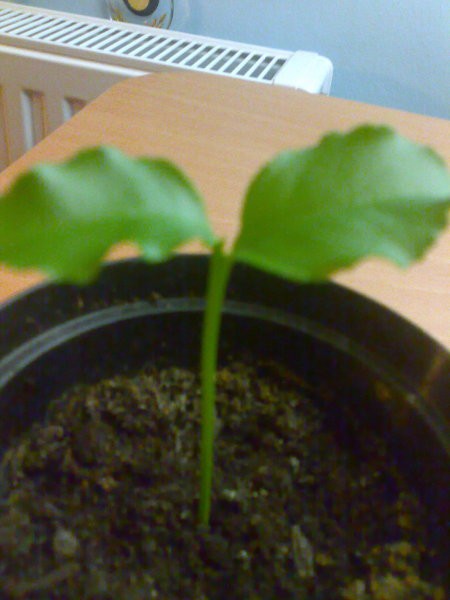 Slike - foto povečava