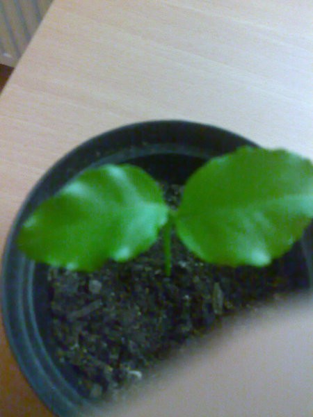 Slike - foto povečava