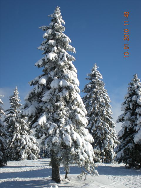 Zimska Rogla - foto